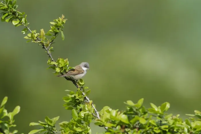 Framed Print : Common Whitethroat (Sylvia communis) adult male, perched on twig, Essex, England, april
