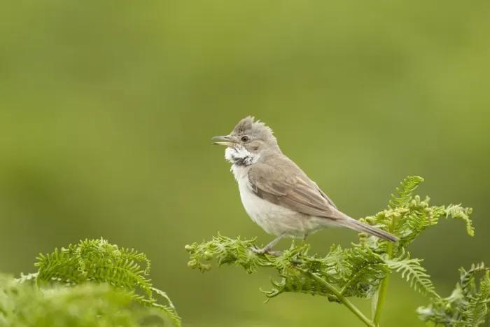 Framed Print : Common Whitethroat (Sylvia communis) adult male, singing, perched on bracken, Pembrokeshire, Wales, july Framed Print : Common Whitethroat (Sylvia communis) adult male, singing, perched on bracken, Pembrokeshire, Wales, july