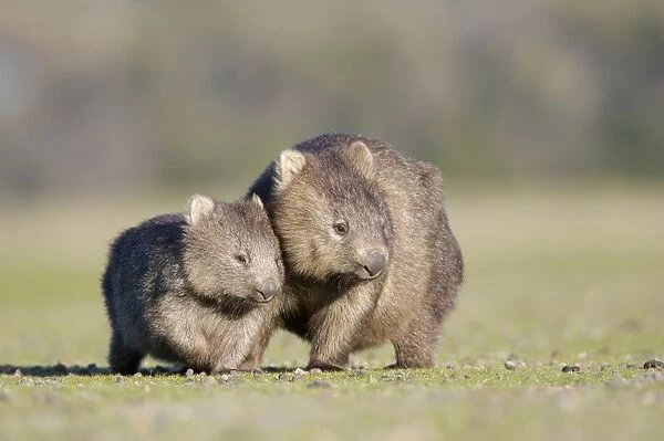 Common Wombat (Vombatus ursinus) adult female, with young, standing together, Tasmania, Australia