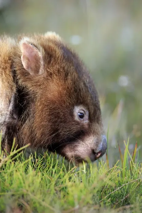 Framed Print : Common Wombat (Vombatus ursinus hirsutus) adult, close-up of head, feeding, Wilsons Promontory N. P Framed Print : Common Wombat (Vombatus ursinus hirsutus) adult, close-up of head, feeding, Wilsons Promontory N. P