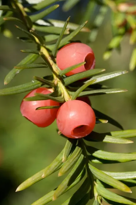 Framed Print : Common Yew (Taxus baccata) close-up of berries, Sussex, England