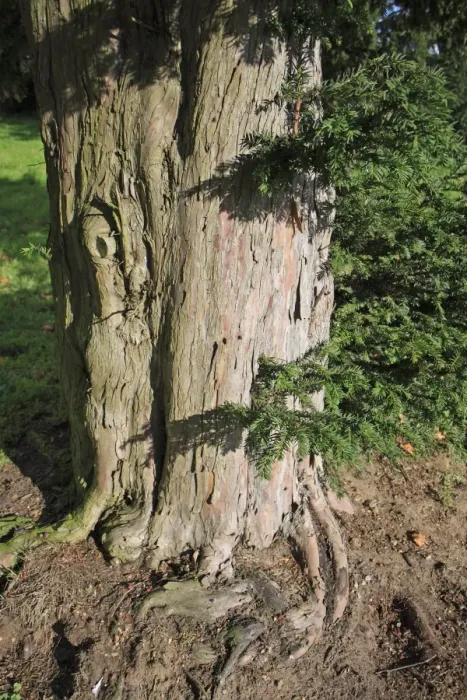 Framed Print : Common Yew (Taxus baccata) close-up of trunk, in church graveyard, St. Marys Church, Mendlesham, Suffolk, England Framed Print : Common Yew (Taxus baccata) close-up of trunk, in church graveyard, St. Marys Church, Mendlesham, Suffolk, England