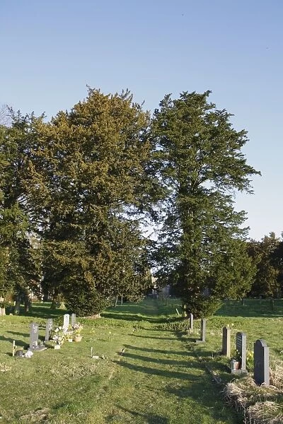 Common Yew (Taxus baccata) habit, growing in church graveyard, St. Marys Church, Mendlesham, Suffolk, England, March