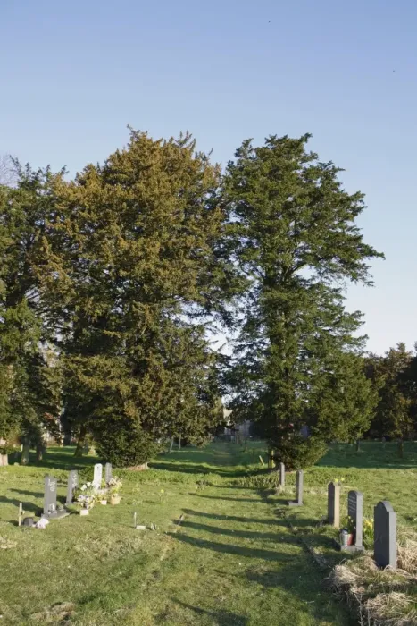 Framed Print : Common Yew (Taxus baccata) habit, growing in church graveyard, St. Marys Church, Mendlesham, Suffolk, England, March Framed Print : Common Yew (Taxus baccata) habit, growing in church graveyard, St. Marys Church, Mendlesham, Suffolk, England, March