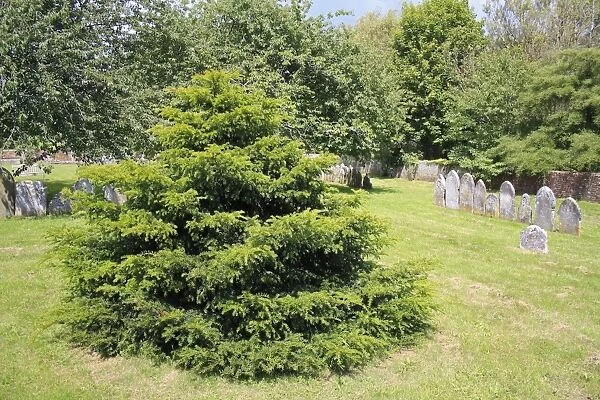 Common Yew (Taxus baccata) Millenium Yew, habit, planted in churchyard, St