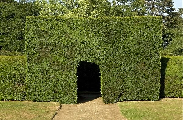 Common Yew (Taxus baccata) pathway through clipped hedge in garden, Suffolk, England, june