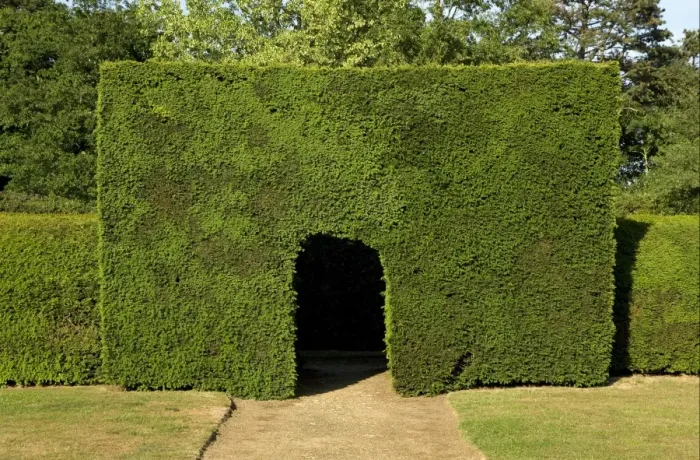 Framed Print : Common Yew (Taxus baccata) pathway through clipped hedge in garden, Suffolk, England, june Framed Print : Common Yew (Taxus baccata) pathway through clipped hedge in garden, Suffolk, England, june