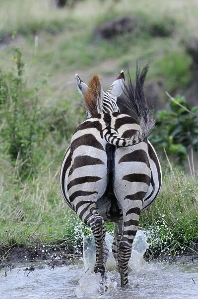 Common Zebra (Equus quagga) adult, running away through water, Masai Mara, Kenya