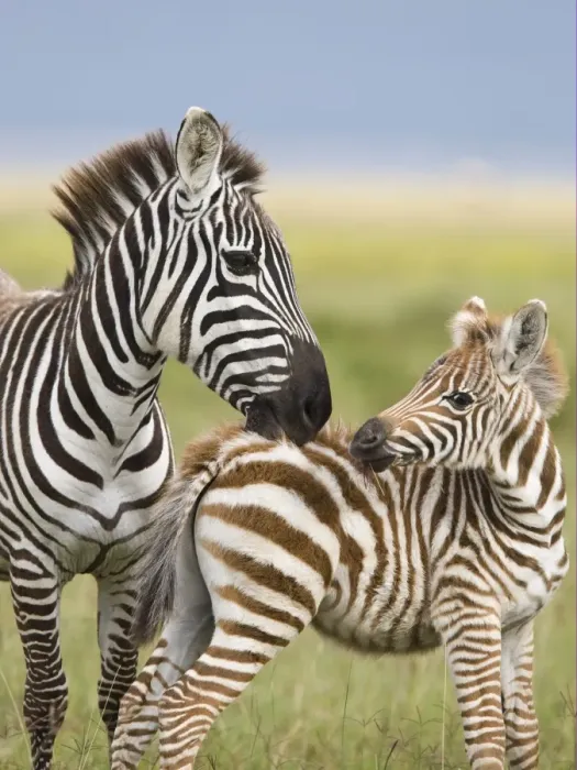Framed Print : Common Zebra (Equus quagga) adult female, grooming foal, Lake Nakuru, Great Rift Valley, Kenya Framed Print : Common Zebra (Equus quagga) adult female, grooming foal, Lake Nakuru, Great Rift Valley, Kenya