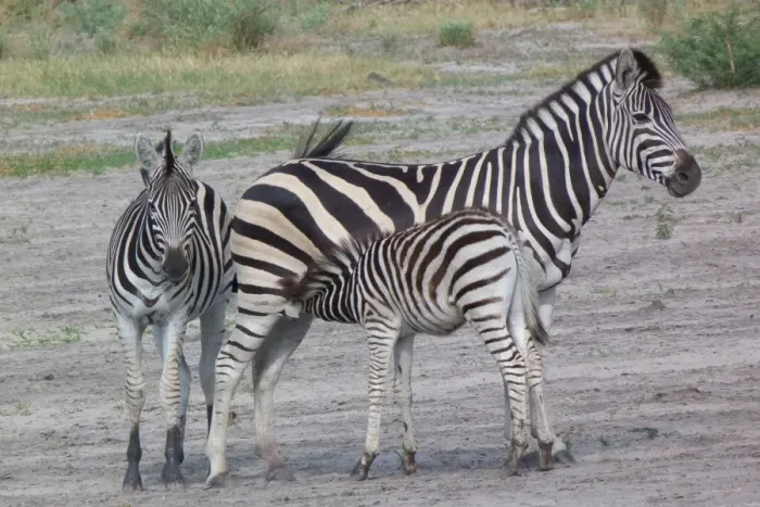 Framed Print : Common Zebra (Equus quagga) adult female, yearling and foal, suckling, Okavango Delta, Botswana Framed Print : Common Zebra (Equus quagga) adult female, yearling and foal, suckling, Okavango Delta, Botswana
