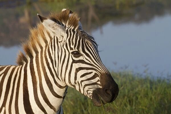 Common Zebra (Equus quagga) adult female, close-up of head, feeding in wetland, Lake Nakuru N. P
