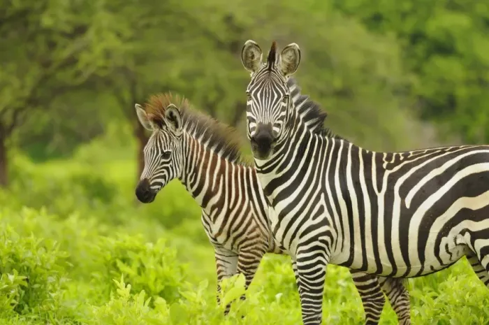 Framed Print : Common Zebra (Equus quagga) adult female with foal, standing in vegetation, Ruaha N. P. Tanzania Framed Print : Common Zebra (Equus quagga) adult female with foal, standing in vegetation, Ruaha N. P. Tanzania