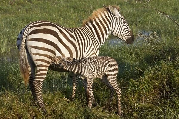 Common Zebra (Equus quagga) adult female with newborn foal, suckling in wetland, Lake Nakuru N. P