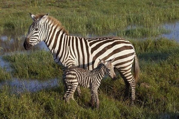 Common Zebra (Equus quagga) adult female with newborn foal, standing in wetland, Lake Nakuru N. P