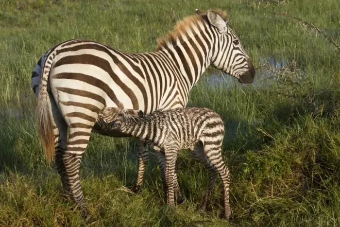Framed Print : Common Zebra (Equus quagga) adult female with newborn foal, suckling in wetland, Lake Nakuru N. P Framed Print : Common Zebra (Equus quagga) adult female with newborn foal, suckling in wetland, Lake Nakuru N. P