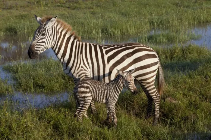 Framed Print : Common Zebra (Equus quagga) adult female with newborn foal, standing in wetland, Lake Nakuru N. P Framed Print : Common Zebra (Equus quagga) adult female with newborn foal, standing in wetland, Lake Nakuru N. P