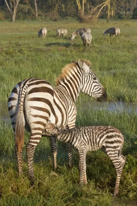 Framed Print : Common Zebra (Equus quagga) adult female with newborn foal, suckling in wetland, Lake Nakuru N. P Framed Print : Common Zebra (Equus quagga) adult female with newborn foal, suckling in wetland, Lake Nakuru N. P