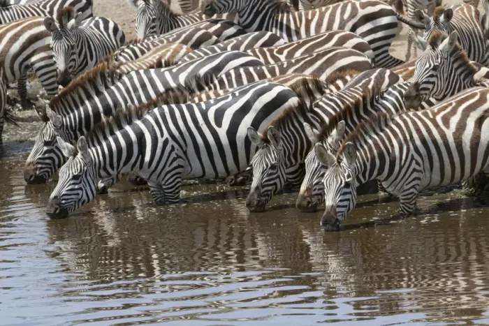 Framed Print : Common Zebra (Equus quagga) adults, herd drinking at waterhole, Serengeti N. P. Tanzania, December Framed Print : Common Zebra (Equus quagga) adults, herd drinking at waterhole, Serengeti N. P. Tanzania, December