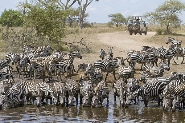 Common Zebra (Equus quagga) adults and foals, herd drinking at waterhole, with safari vehicle in background