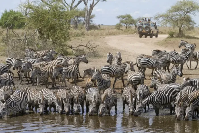 Framed Print : Common Zebra (Equus quagga) adults and foals, herd drinking at waterhole, with safari vehicle in background Framed Print : Common Zebra (Equus quagga) adults and foals, herd drinking at waterhole, with safari vehicle in background