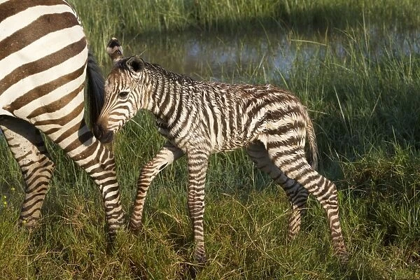 Common Zebra (Equus quagga) newborn foal, following mother in wetland, Lake Nakuru N. P