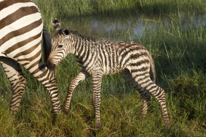 Framed Print : Common Zebra (Equus quagga) newborn foal, following mother in wetland, Lake Nakuru N. P