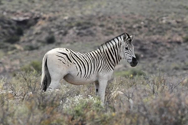 Common Zebra (Equus quagga) young male, with unusual pale coat pattern, standing in vegetation, Karoo N. P