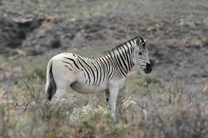 Framed Print : Common Zebra (Equus quagga) young male, with unusual pale coat pattern, standing in vegetation, Karoo N. P Framed Print : Common Zebra (Equus quagga) young male, with unusual pale coat pattern, standing in vegetation, Karoo N. P