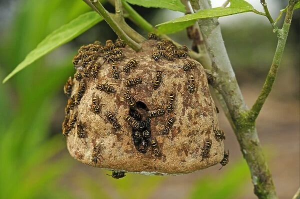 Communal Wasp (Vespidae sp. ) adults, walking on nest surface, nest hanging on bush, Yasuni N. P. Amazon, Ecuador
