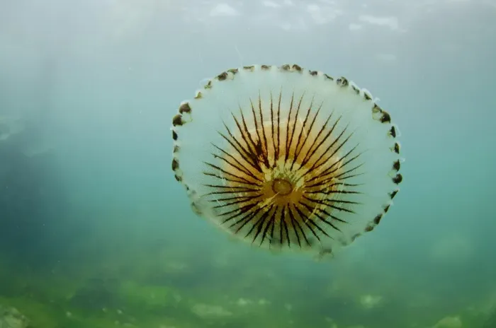 Framed Print : Compass Jellyfish (Chrysaora hysoscella) adult, swimming near coast, Falmouth, Cornwall, England, August Framed Print : Compass Jellyfish (Chrysaora hysoscella) adult, swimming near coast, Falmouth, Cornwall, England, August