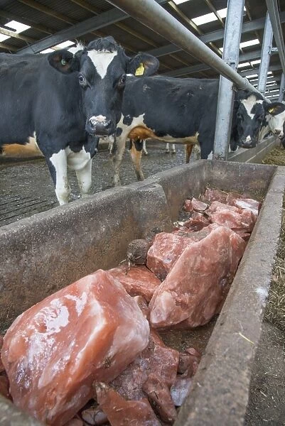 Concrete trough with mineral blocks in cubicle house on dairy farm, Cheshire, England, February