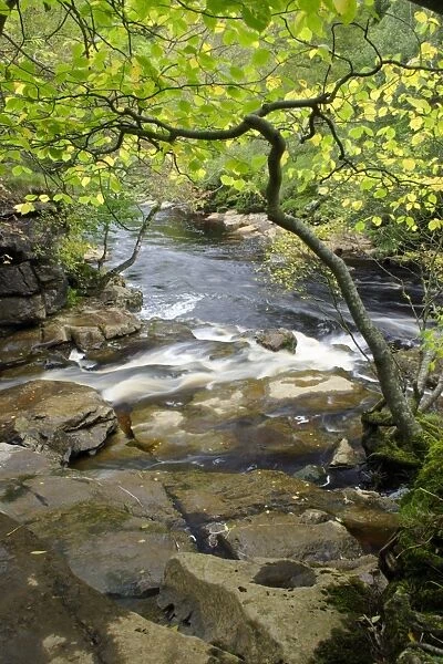 Confluence of stream joining river in woodland, East Gill Force, River Swale, Keld, Swaledale, Yorkshire Dales N. P