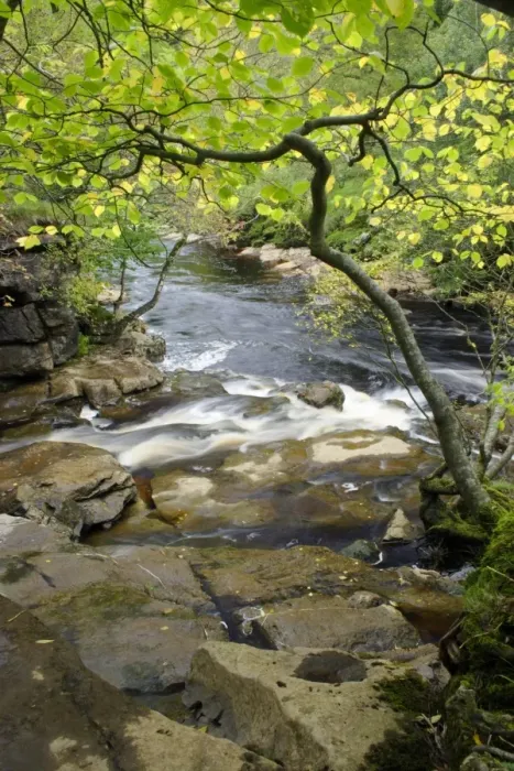 Framed Print : Confluence of stream joining river in woodland, East Gill Force, River Swale, Keld, Swaledale, Yorkshire Dales N. P