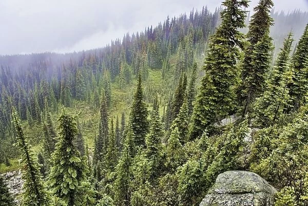 Coniferous forest habitat on mountain slope, Mount Revelstoke N. P. Selkirk Mountains, British Columbia, Canada
