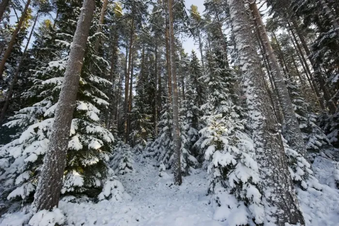 Framed Print : Coniferous forest habitat in snow, Sweden, february Framed Print : Coniferous forest habitat in snow, Sweden, february