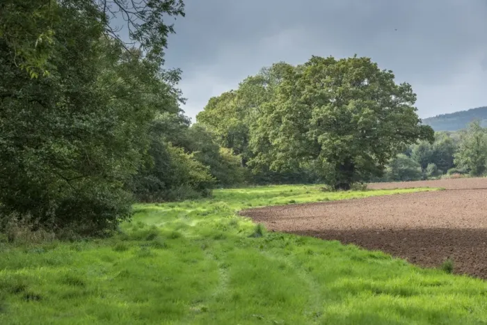 Framed Print : Conservation field margin at edge of newly drilled field, Bridgnorth, Shropshire, England, October Framed Print : Conservation field margin at edge of newly drilled field, Bridgnorth, Shropshire, England, October