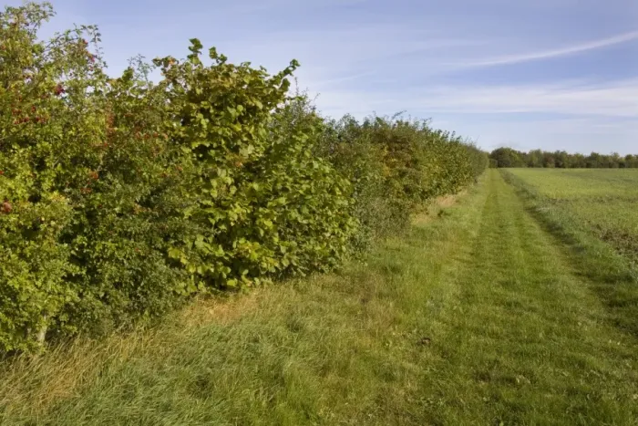 Framed Print : Conservation hedgerow and field margin opened as footpath, Hampshire, England, september