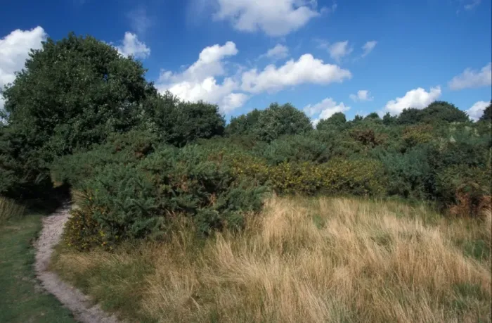 Framed Print : Conservation - Reserves - Foothpath at Wenhaston Common (Blackheath) Suffolk Wildlife Trust Framed Print : Conservation - Reserves - Foothpath at Wenhaston Common (Blackheath) Suffolk Wildlife Trust