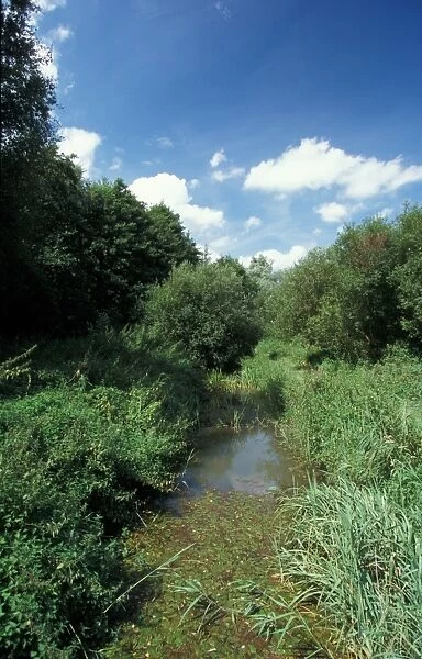 Conservation - Reserves - Little Ouse River bordering Thelnetham Fen, Suffolk Wildlife Trust
