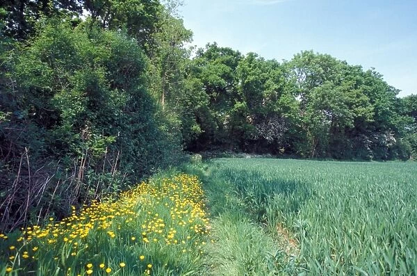 Conservation - Reserves - Spring flowers border Bonny Wood, Suffolk Wildlife Trust