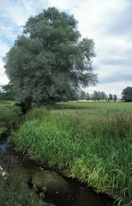 Framed Print : Conservation - Reserves - Stream running through Grove Farm, Suffolk Wildlife Trust Framed Print : Conservation - Reserves - Stream running through Grove Farm, Suffolk Wildlife Trust