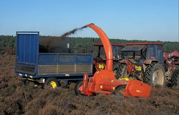 Conservation-RSPB Foraging Machine cutting heather to encourage regeneration, RSPB Minsmere