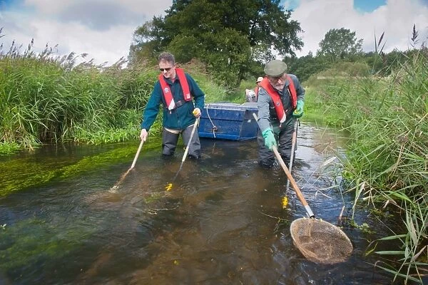 Conservation workers netting river during survey, River Wensum, Norfolk, England, september
