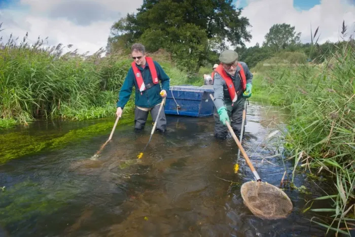 Framed Print : Conservation workers netting river during survey, River Wensum, Norfolk, England, september Framed Print : Conservation workers netting river during survey, River Wensum, Norfolk, England, september