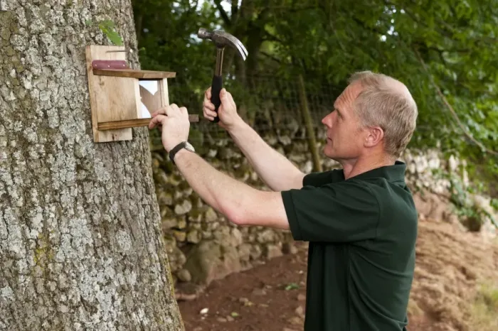 Framed Print : Conservationist erecting feeder for Eurasian Red Squirrel (Sciurus vulgaris), nailed to oak tree trunk, Cumbria Framed Print : Conservationist erecting feeder for Eurasian Red Squirrel (Sciurus vulgaris), nailed to oak tree trunk, Cumbria