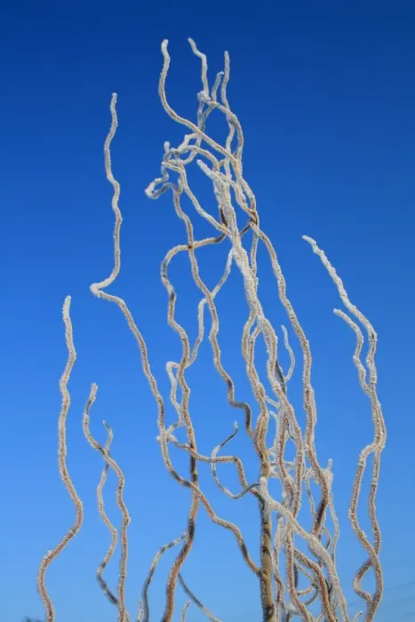 Framed Print : Contorted Willow (Salix sp. ) close-up of frost covered twigs, in garden, Suffolk, England, february