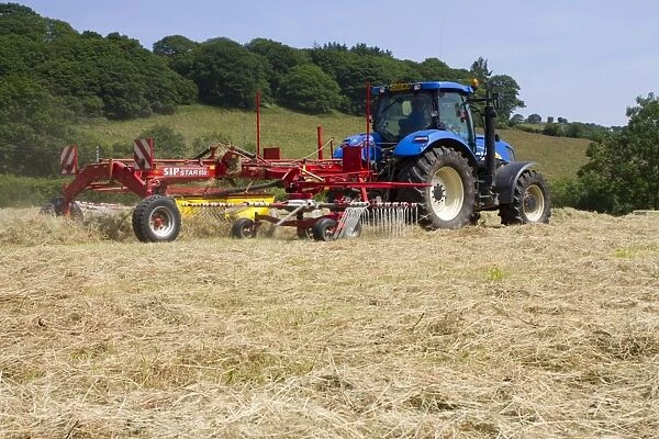 Contractor with New Holland T7030 tractor and SIP hay rake, raking hay for baling on organic farm, Powys, Wales, July
