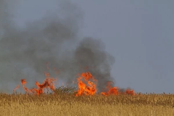 Controlled burning of reeds in coastal reedbed habitat, Cley Marshes Reserve, Cley-next-the-sea, Norfolk, England