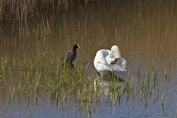 Coot and Mute Swan interaction