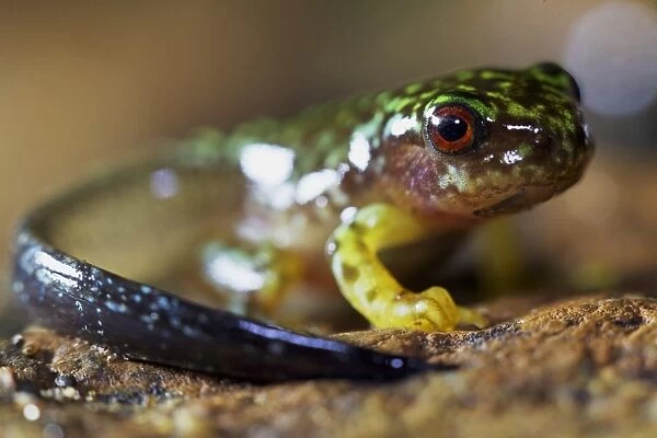 Copan Brook Frog (Duellmanohyla soralia) metamorphosing froglet with tail, in cloudforest, Cusuco N. P